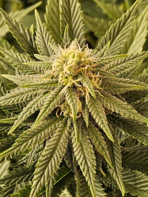 White Widow Plus. Week 11