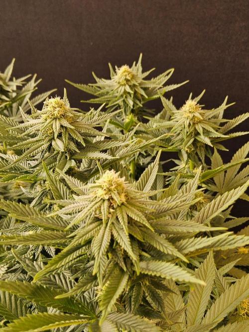 White Widow Plus. Week 11