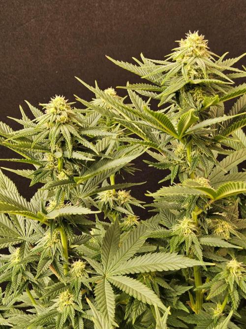White Widow Plus. Week 11