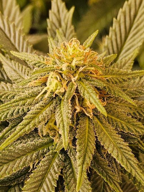 White Widow Plus. Week 11