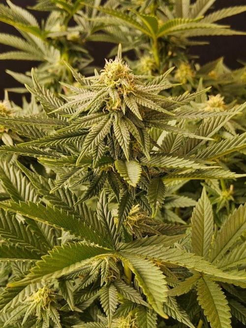 White Widow Plus. Week 11