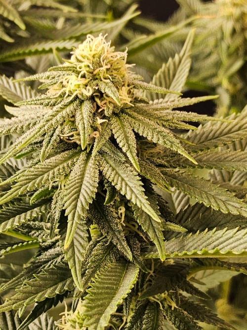 White Widow Plus. Week 11
