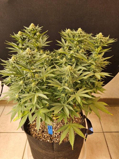 White Widow Plus. Week 11