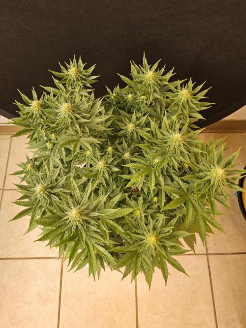 White Widow Plus. Week 11