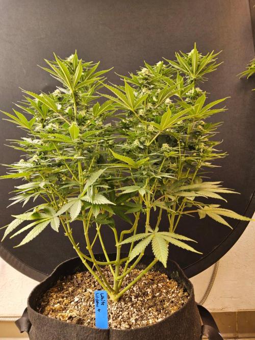 White Widow Plus. Week 11