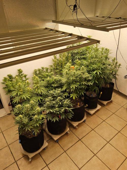 White Widow Plus. Week 11