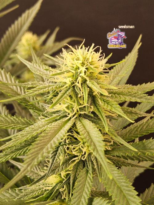 Bubba Seedsman. Week 11