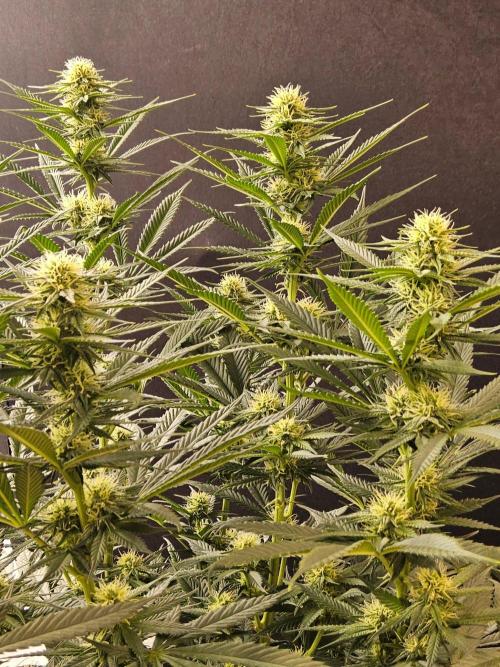 Bubba Seedsman. Week 11