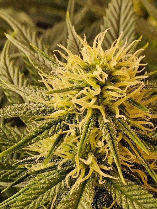 Bubba Seedsman. Week 11
