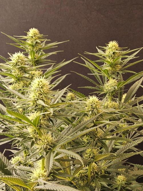 Bubba Seedsman. Week 11