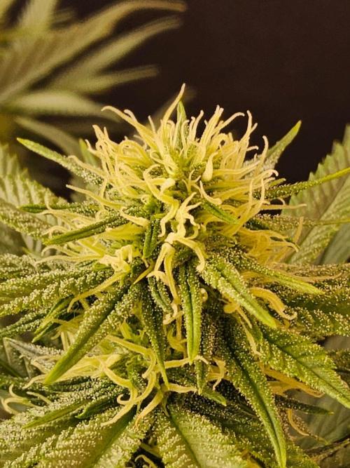 Bubba Seedsman. Week 11