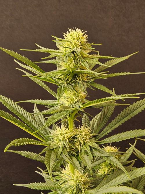 Bubba Seedsman. Week 11