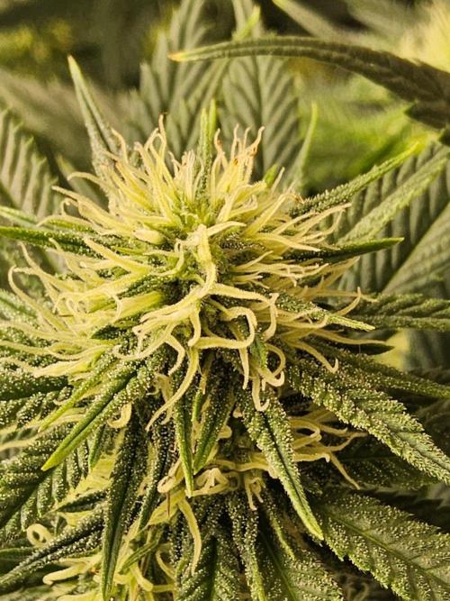 Bubba Seedsman. Week 11