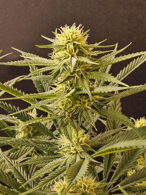 Bubba Seedsman. Week 11