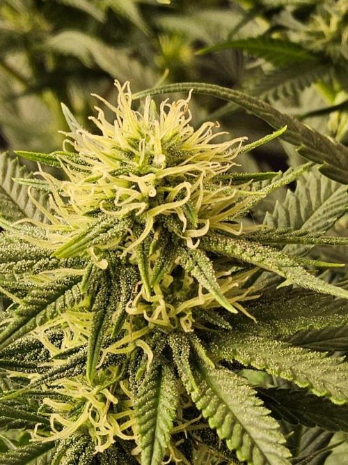 Bubba Seedsman. Week 11