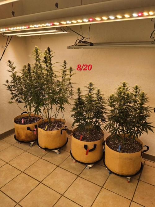 Bubba Seedsman. Week 11