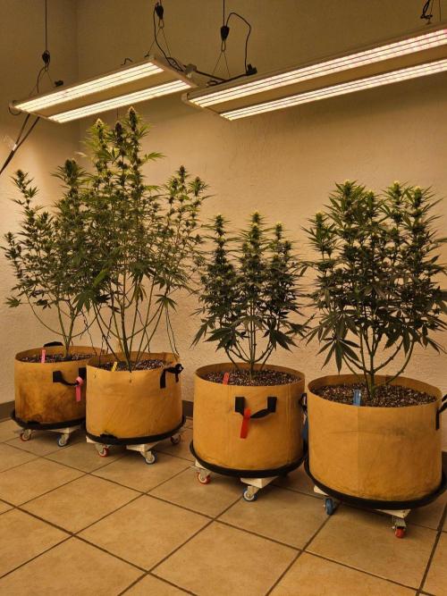 Bubba Seedsman. Week 11