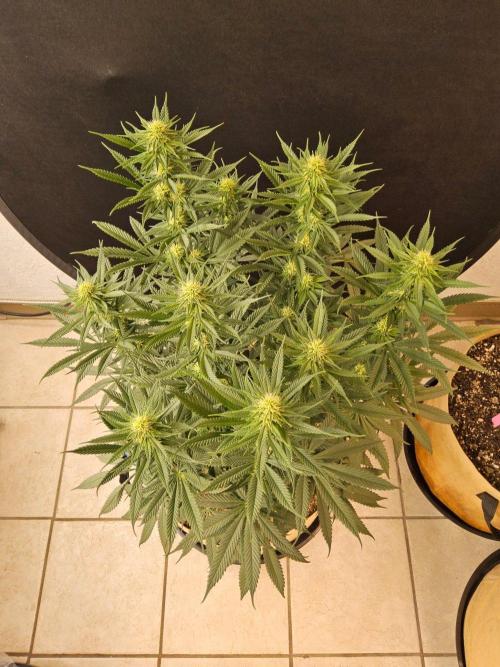 Bubba Seedsman. Week 11