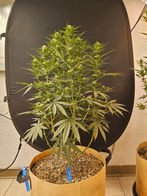 Bubba Seedsman. Week 11