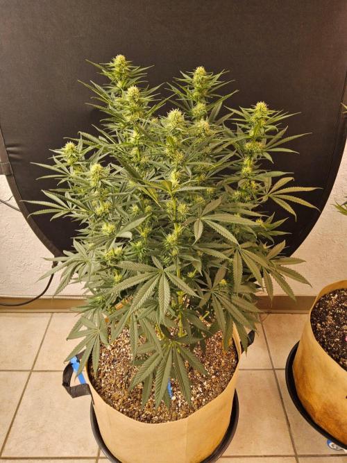 Bubba Seedsman. Week 11