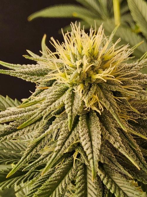 Amnesia go fast. Week 11