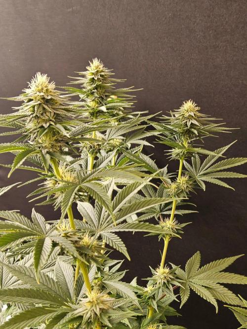Amnesia go fast. Week 11