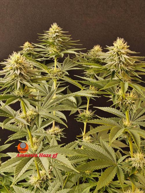 Amnesia go fast. Week 11