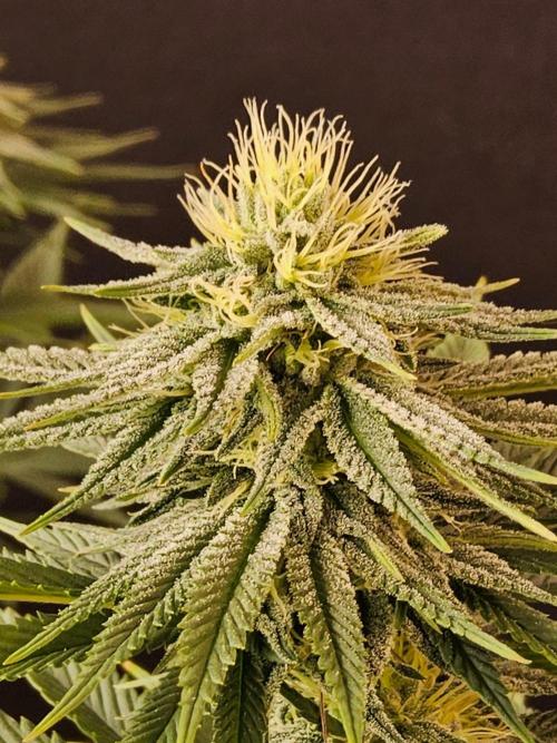 Amnesia go fast. Week 11
