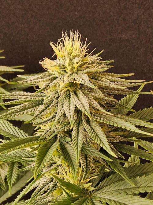 Amnesia go fast. Week 11