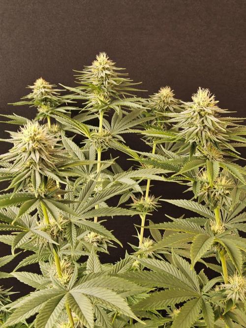 Amnesia go fast. Week 11