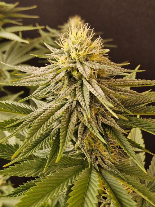 Amnesia go fast. Week 11