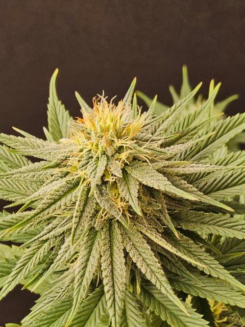 Amnesia go fast. Week 11