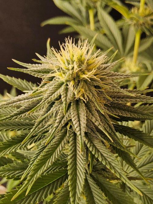 Amnesia go fast. Week 11