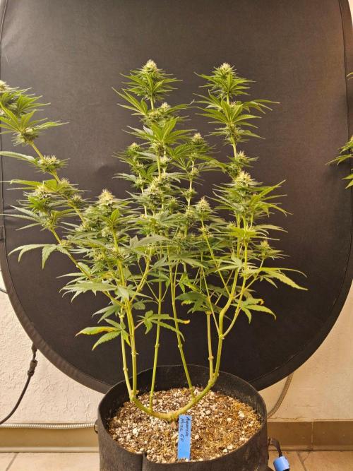 Amnesia go fast. Week 11