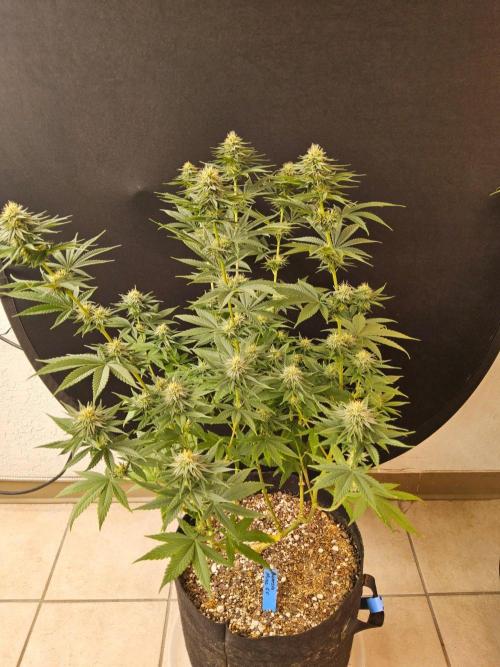 Amnesia go fast. Week 11