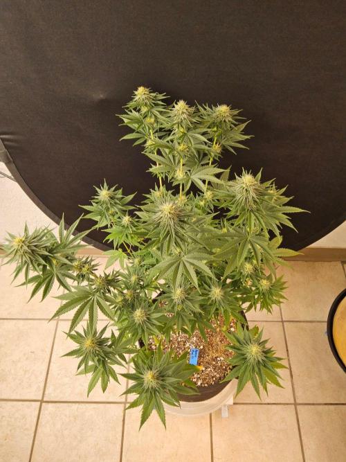 Amnesia go fast. Week 11