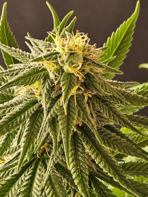 Amnesia go fast. Week 11
