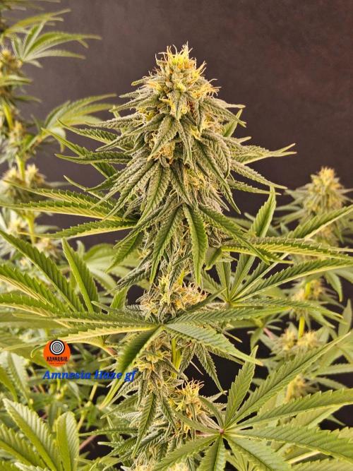 Amnesia go fast. Week 11