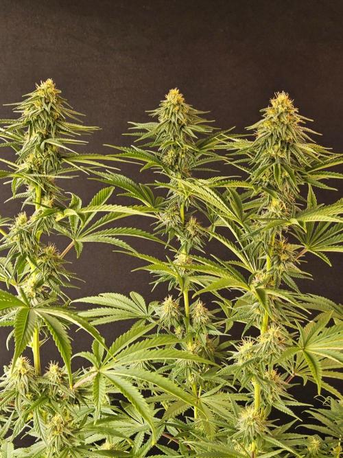 Amnesia go fast. Week 11