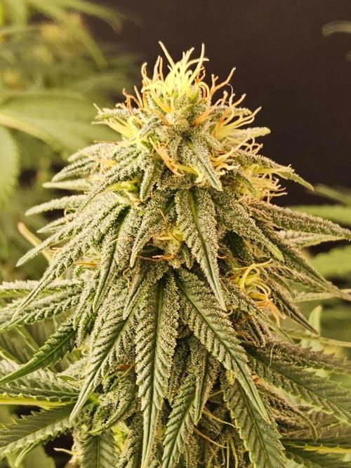 Amnesia go fast. Week 11