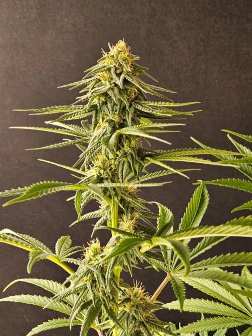 Amnesia go fast. Week 11