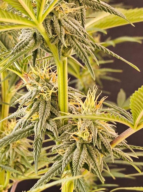 Amnesia go fast. Week 11