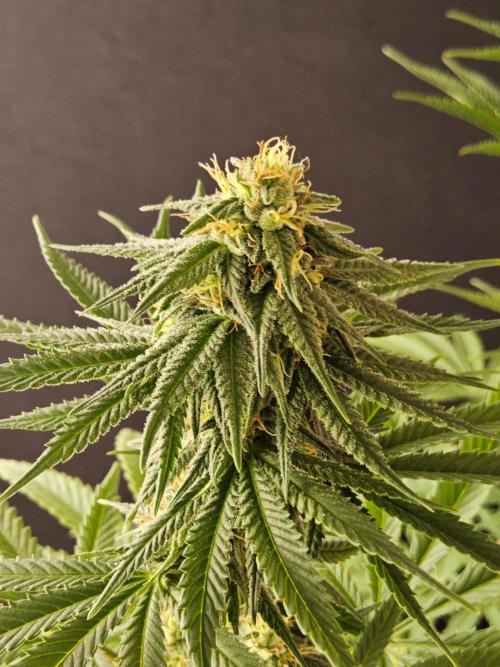 Amnesia go fast. Week 11