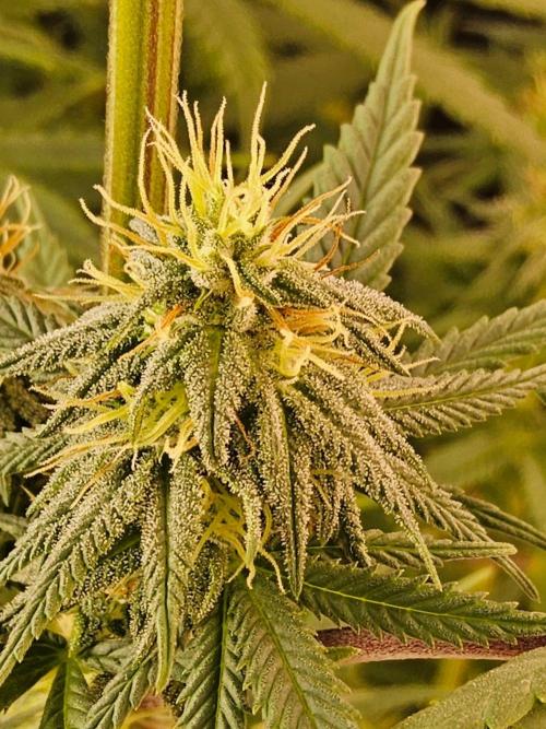 Amnesia go fast. Week 11