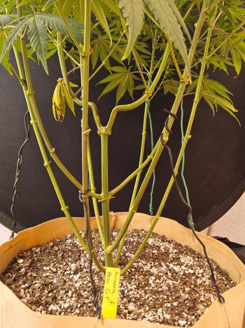 Amnesia go fast. Week 11