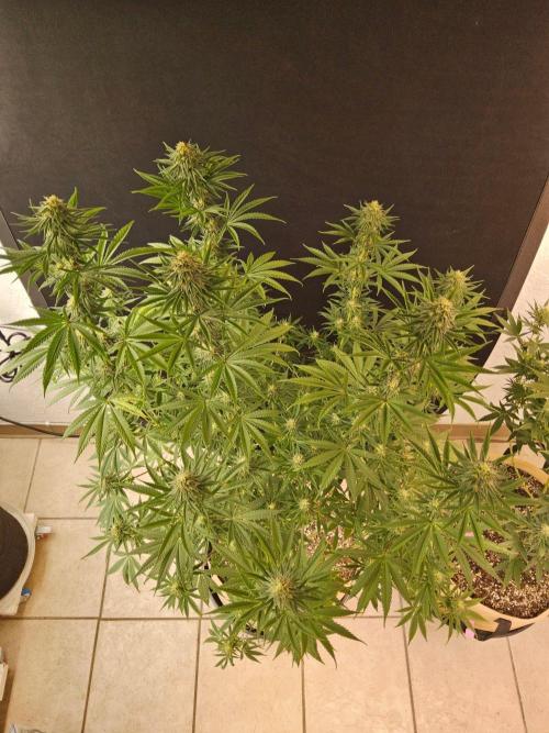 Amnesia go fast. Week 11