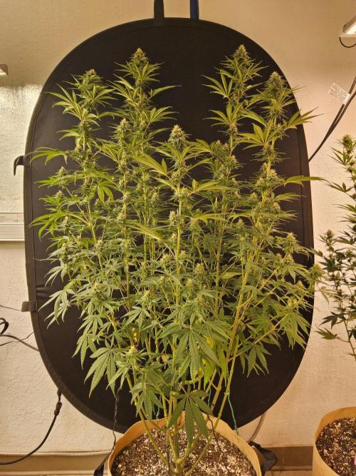 Amnesia go fast. Week 11