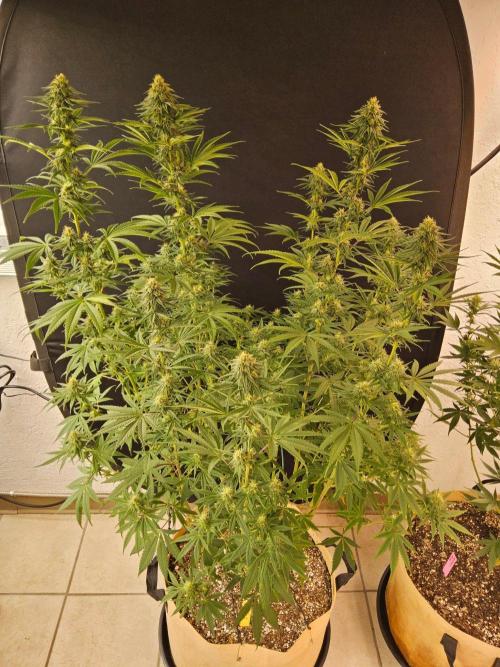 Amnesia go fast. Week 11