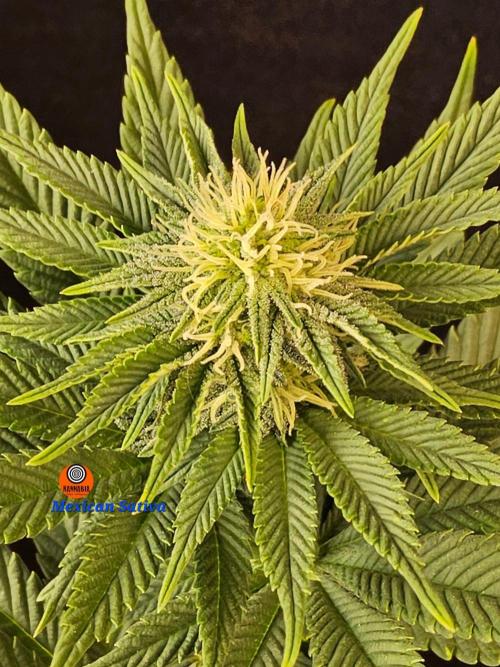Mexican Sativa. Week 11