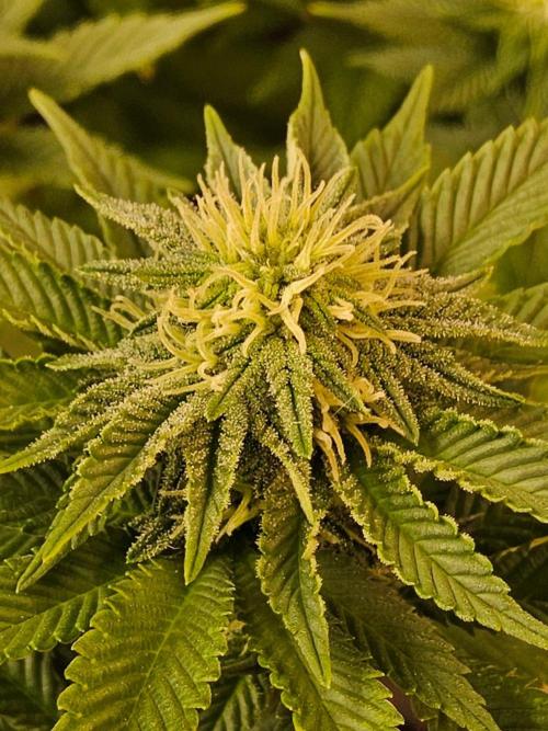 Mexican Sativa. Week 11